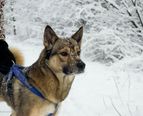 dog in the snow photo