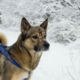 dog in the snow photo