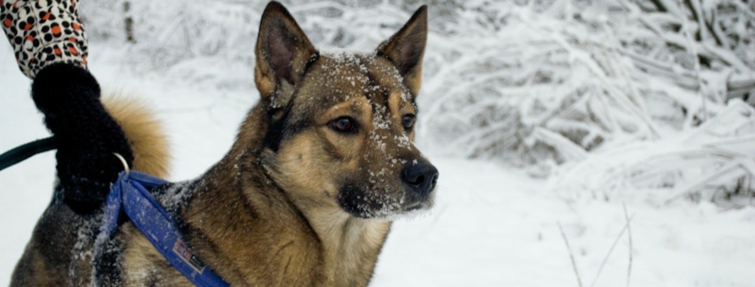 dog in the snow photo