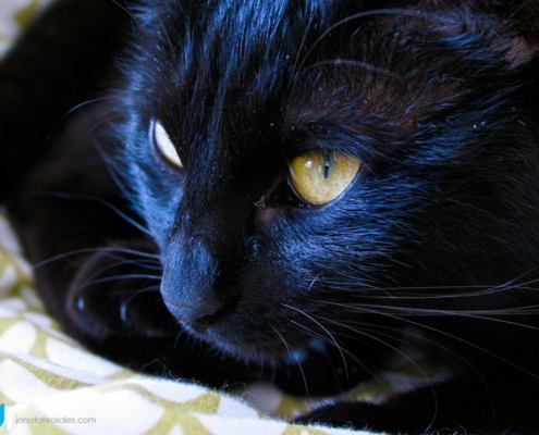 black cat close look photo