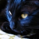 black cat close look photo