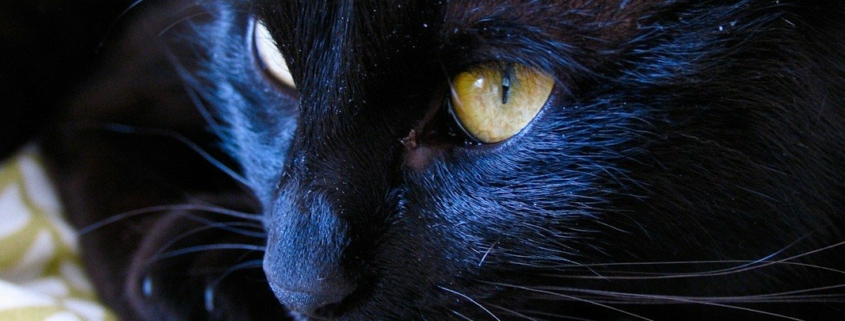 black cat close look photo