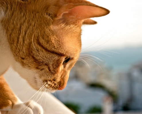 ginger cat looking down photo
