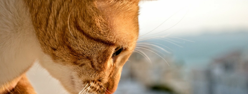 ginger cat looking down photo