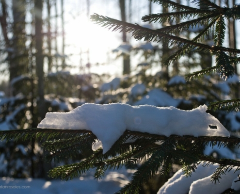 snow detail on a three