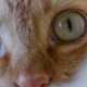 ginger cat close look