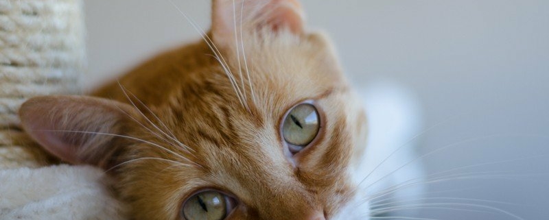 Ginger Cat Simba Close up photo