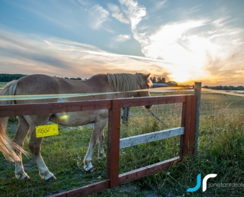 Finish horse during sunset photo