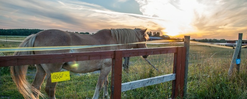 Finish horse during sunset photo
