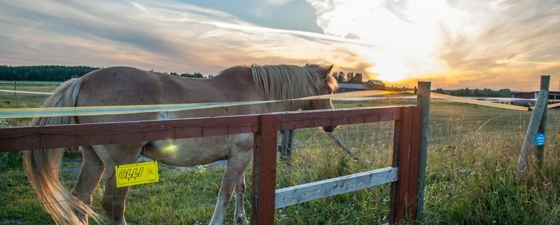 Finish horse during sunset photo