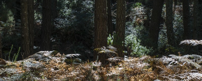 Forest Refugio de Juanar