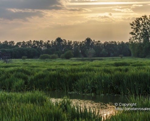 Salburua Wetlands Sunset II