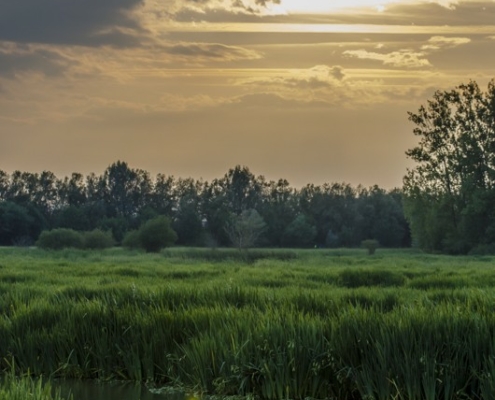 Salburua Wetlands Sunset