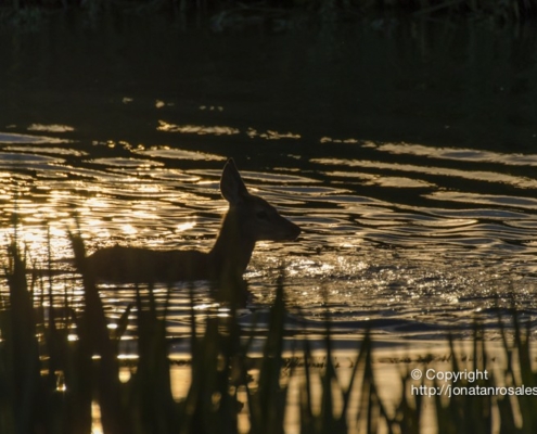 Fawn at sunset on the water