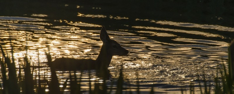 Fawn at sunset on the water