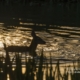 Fawn at sunset on the water