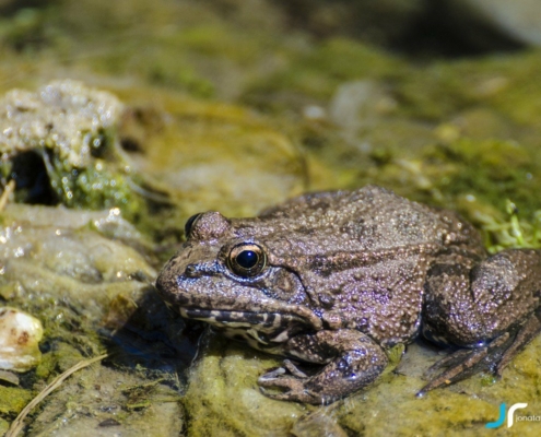 toad in the stream