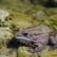 toad in the stream