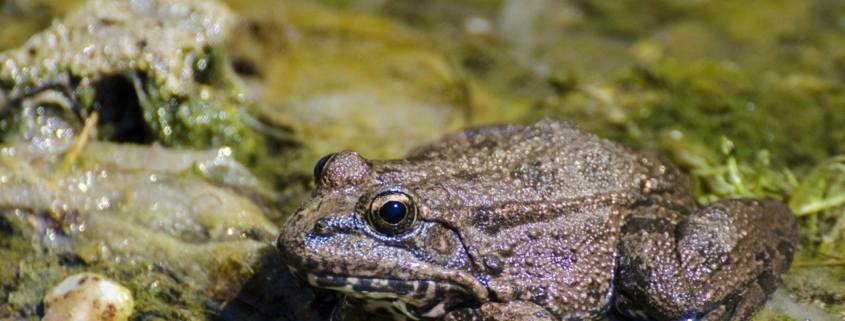 toad in the stream