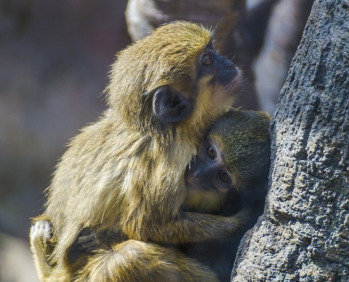 Talopoins small monkeys