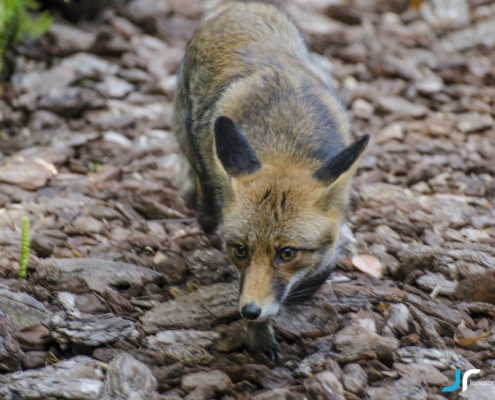 fox running closer