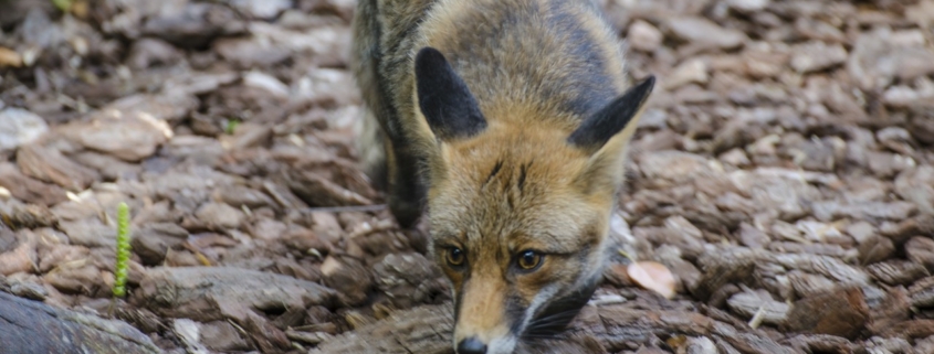 fox running closer