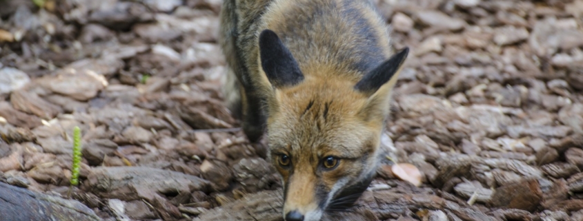 fox running closer