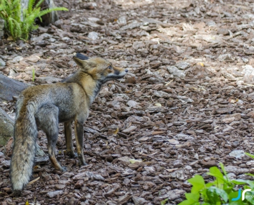 fox standing