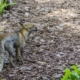 fox standing