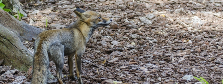 fox standing