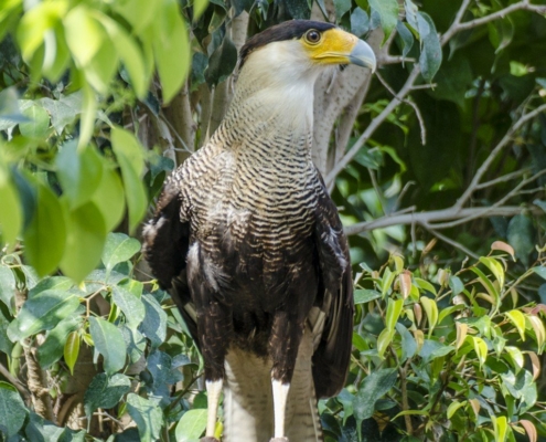 Falcon from Peru