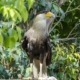 Falcon from Peru