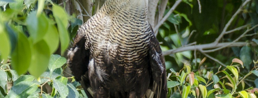 Falcon from Peru