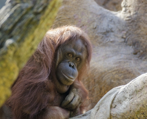 Orangutan curious looking