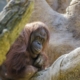 Orangutan curious looking