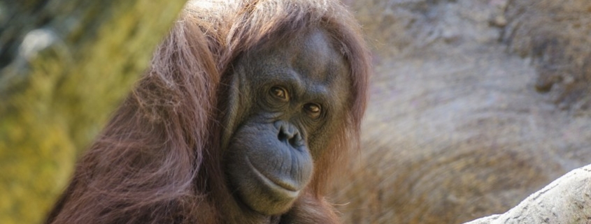 Orangutan curious looking