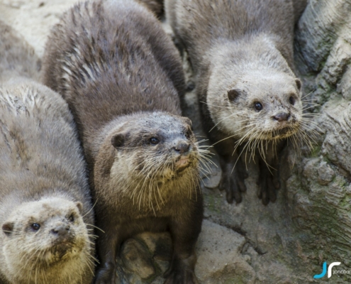 Otters looking for food