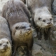 Otters looking for food