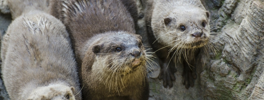 Otters looking for food