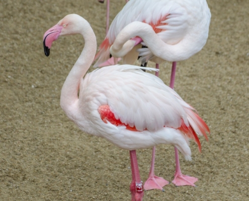 flamingo standing
