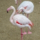 flamingo standing