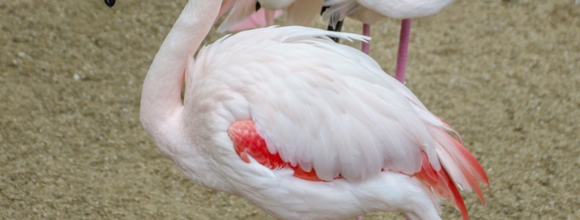 flamingo standing