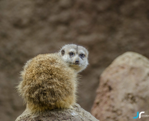 Suricata looking back