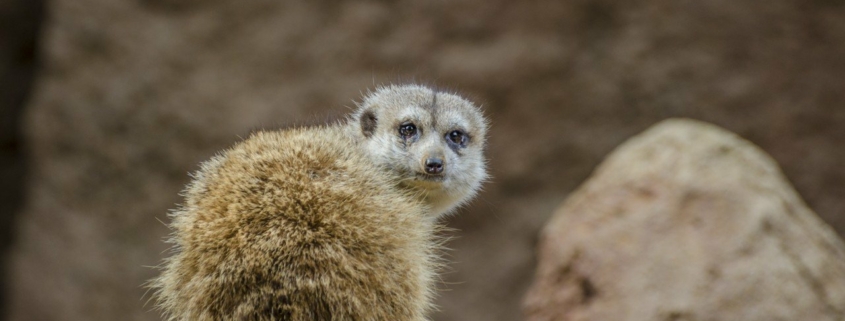 Suricata looking back