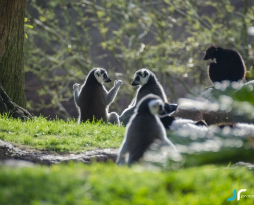 Lemurs sunbathing