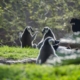 Lemurs sunbathing