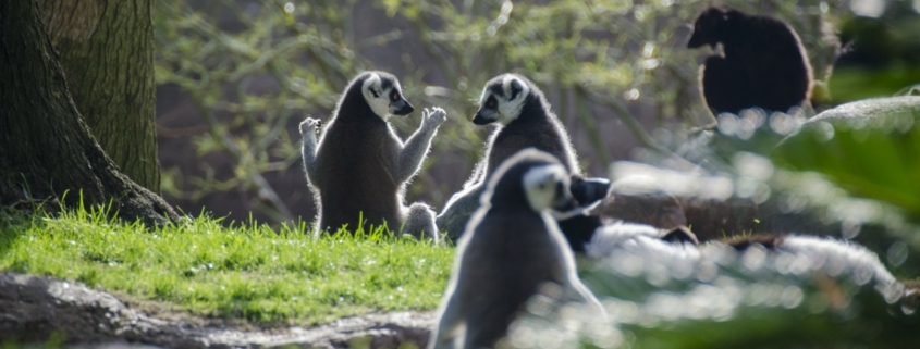 Lemurs sunbathing