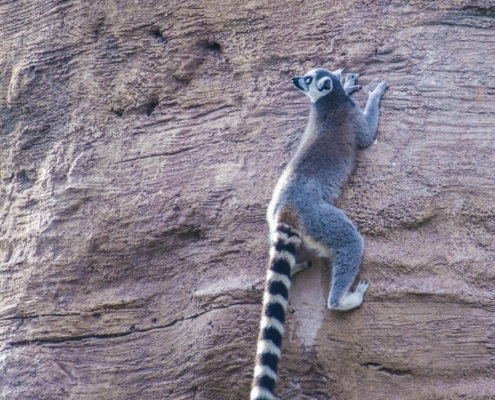 Lemur climbing on a three