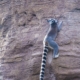 Lemur climbing on a three