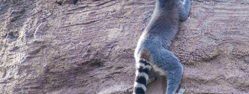 Lemur climbing on a three